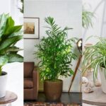 ต้นไม้ฟอกอากาศยอดนิยม 2020 ต้นไม้ฟอกอากาศ