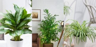 ต้นไม้ฟอกอากาศ