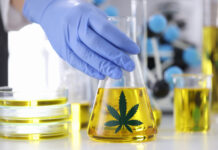 “กัญชา” รักษามะเร็ง รพ. พญาไท นวมินทร์ชูจุดเด่นดูแลครบวงจร กัญชารักษามะเร็ง