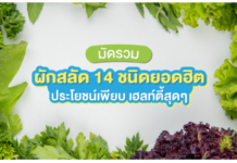 ทำความรู้จัก 14 ผักสลัดยอดฮิต แต่ละชนิดแตกต่างกันอย่างไร ทำความรู้จัก 14 ผักสลัดยอดฮิต แต่ละชนิดแตกต่างกันอย่างไร
