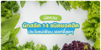 ทำความรู้จัก 14 ผักสลัดยอดฮิต แต่ละชนิดแตกต่างกันอย่างไร ทำความรู้จัก 14 ผักสลัดยอดฮิต แต่ละชนิดแตกต่างกันอย่างไร