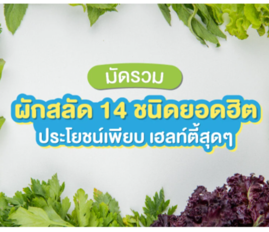 ทำความรู้จัก 14 ผักสลัดยอดฮิต แต่ละชนิดแตกต่างกันอย่างไร ทำความรู้จัก 14 ผักสลัดยอดฮิต แต่ละชนิดแตกต่างกันอย่างไร