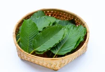 ใบกระท่อม ดีต่อสุขภาพอย่างไร ใบกระท่อม ดีต่อสุขภาพอย่างไร