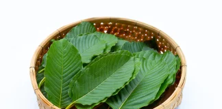 ใบกระท่อม ดีต่อสุขภาพอย่างไร ใบกระท่อม ดีต่อสุขภาพอย่างไร