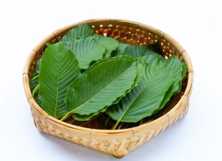 ใบกระท่อม ดีต่อสุขภาพอย่างไร ใบกระท่อม ดีต่อสุขภาพอย่างไร