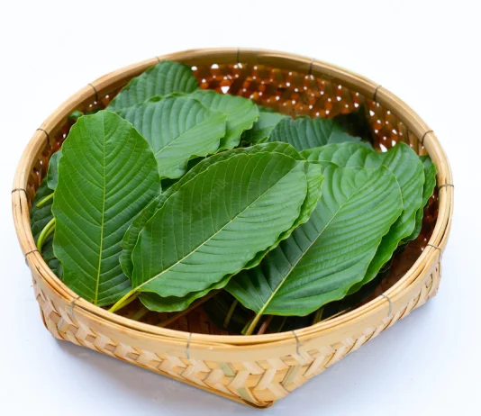 ใบกระท่อม ดีต่อสุขภาพอย่างไร ใบกระท่อม ดีต่อสุขภาพอย่างไร