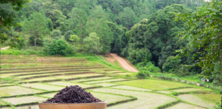 ข้าวไรซ์เบอร์รี่ อาหารอุดมประโยชน์เพื่อผู้หญิง ข้าวไรซ์เบอร์รี่ อาหารอุดมประโยชน์เพื่อผู้หญิง