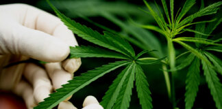 7 ข้อเสียของกัญชา 7 ข้อเสียของกัญชา