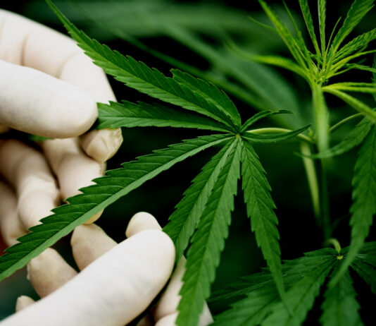 7 ข้อเสียของกัญชา 7 ข้อเสียของกัญชา