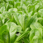 ผักคอส ผักสลัด อร่อยและดี สำหรับสายเฮลท์ตี้ 2022 ผักคอส ผักสลัด อร่อยและดี สำหรับสายเฮลท์ตี้ 2022