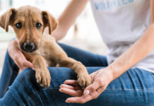 โรคพิษสุนัขบ้า โรคพิษสุนัขบ้า