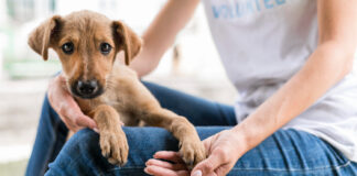 โรคพิษสุนัขบ้า โรคพิษสุนัขบ้า