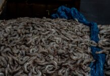 การเรียนรู้การตากุ้งยิง Photo Shrimp drying