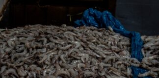การเรียนรู้การตากุ้งยิง Photo Shrimp drying