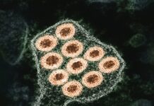 อะดีโนไวรัส: ภัยคุกคามใหม่ในโลกของเรา Photo Adenovirus