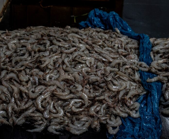 Photo Shrimp drying